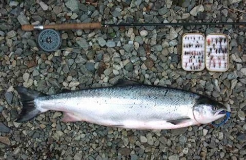 salmon