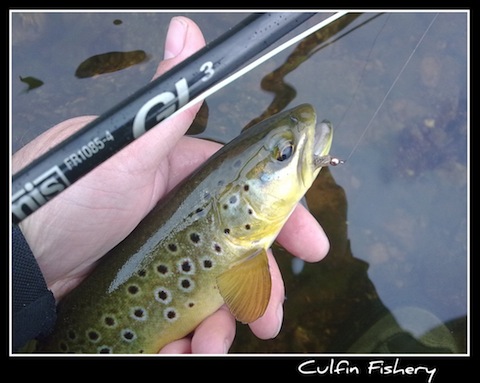 Trout David Zarza